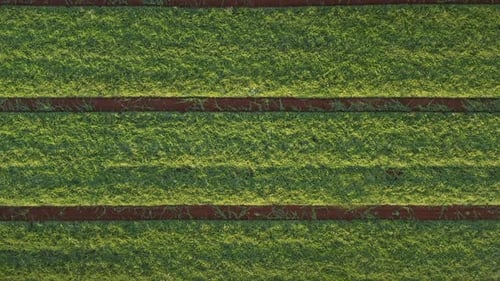 Green Field Background Aerial Top Down View