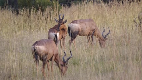 Group of hartebeest in Pilanesberg Game Reserve