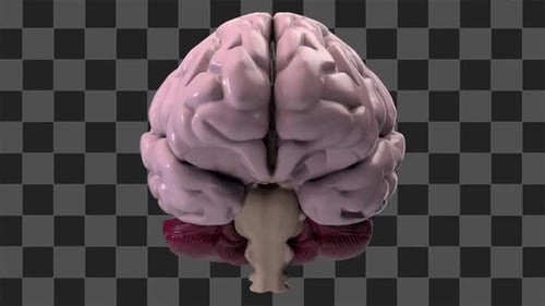 Brain Rotating