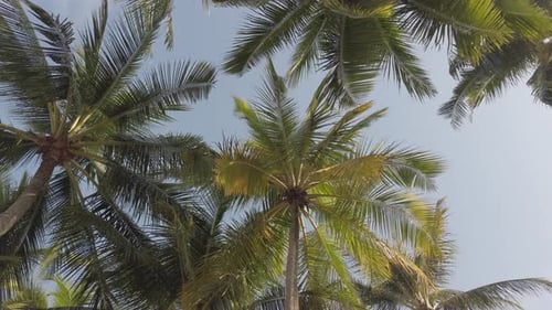 Slow-motion view of coconut palm trees against sky near beach on the tropical island with sunlight t