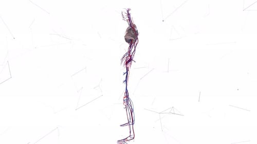 Cardio Vascular System Of Man V2 4k