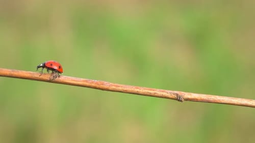 Ladybug Crawling on a Twig in Nature