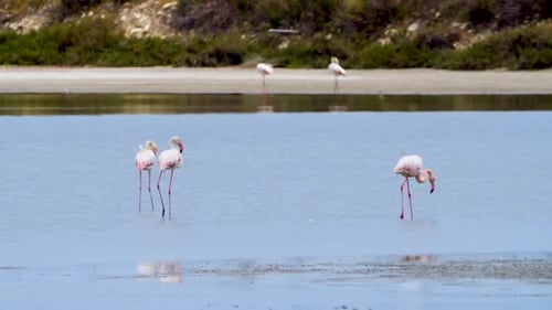 Flamingos Wading in Shallow Waters of Pond