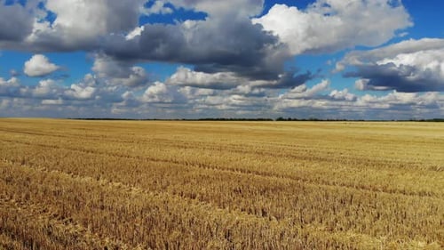 Flight over a field with wheat.