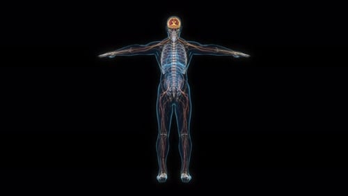 Male nervous system 3d hologram