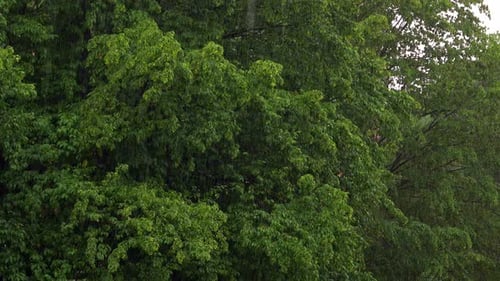 Rainy Day In Forest