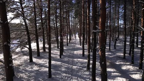 Frostige, sonnige Winterlandschaft im verschneiten Pinienwald