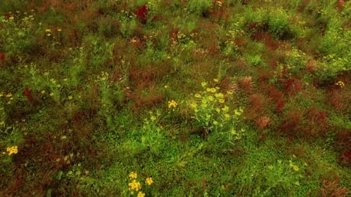 Aerial of field