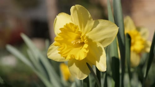Flacher DOF frühlingsgrüner Garten mit Narzissenblume 4K 2160p 30fps UltraHD-Aufnahmen - Schöne Ps