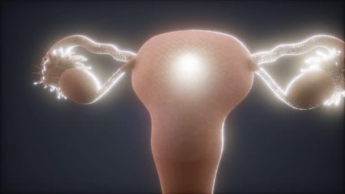 Female Reproductive System 3D Animation with Glowing Activity