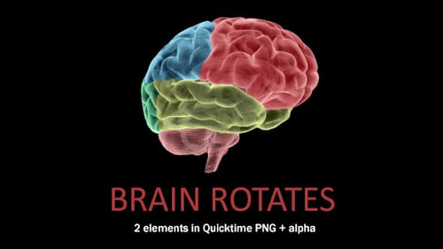 Brain Rotates