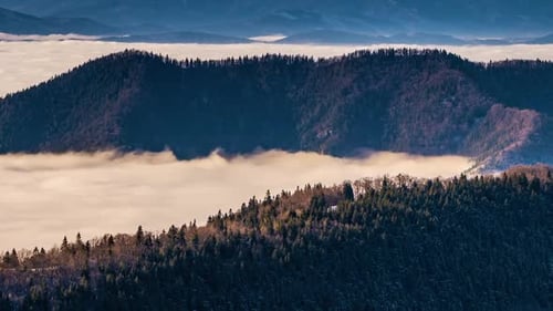 Foggy Clouds in Forest