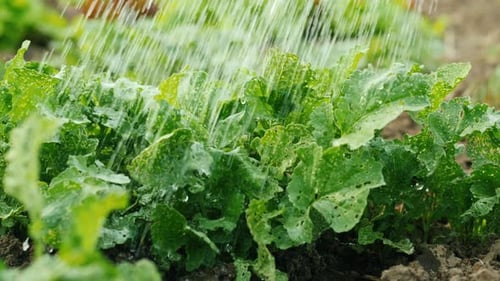 Water Droplets Fall on Lettuce Leaves in the Garden