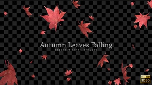 Autumn Red Maple Leaves Falling Animation