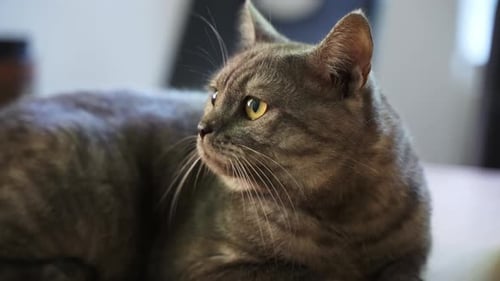 Süße graue Katze mit gelben Augen, die scharf auf dem Boden liegt, Nahaufnahme