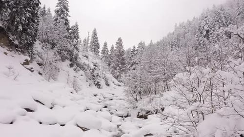 Winterwald - 5