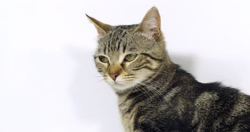 Brown Tabby Domestic Cat, Portrait of A Pussy On White Background, Slow Motion 4K