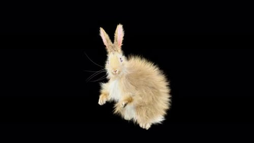 Cute Fluffy Rabbit Waving and Dancing Animation