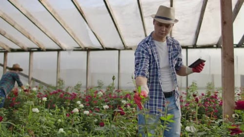 Young Adult Inspects Roses in Greenhouse with Tablet
