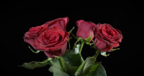Love time with roses.
