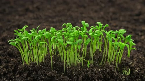 Growing Plants Sprouts Germination Newborn Cress Salad Plant in Greenhouse Agriculture in Rapid