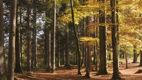 Falling Leaves At The Sunny Autumn Forest 14