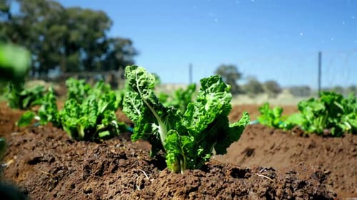 pan shot of spinach plants getting watered