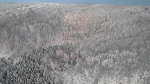 Calm winter forest at dusk