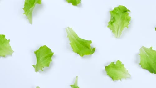 Fresh Green Lettuce Leaves on White Background