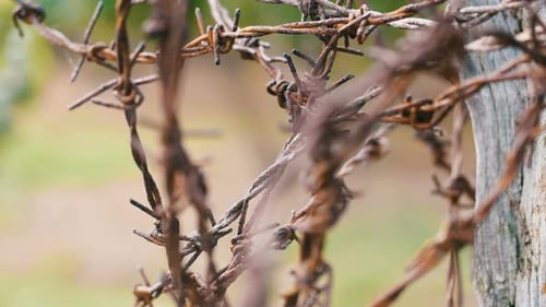 Rusty Barbed Wire on a Wooden Post