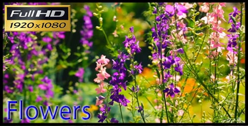 Purple and Pink Flowers Swaying in the Garden