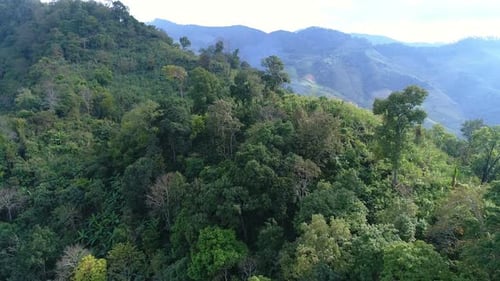 Montañas cubiertas de bosque