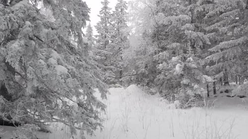 Luftaufnahme eines gefrorenen Waldes mit schneebedeckten Bäumen im Winter