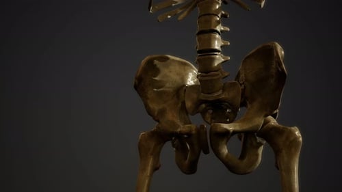 Bones of the Human Skeleton