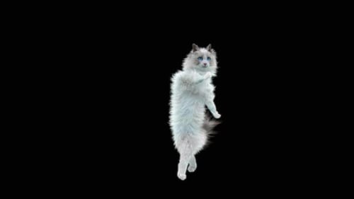 Katze tanzt HD