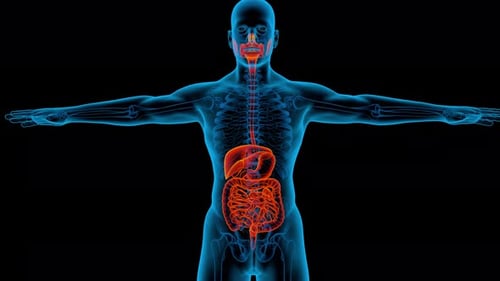 3D Human Anatomy Digestive System Scan Animation