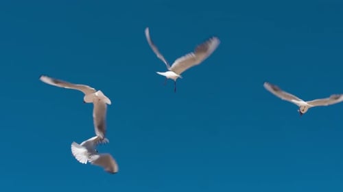 Seagulls Flying Through Clear Blue Sky
