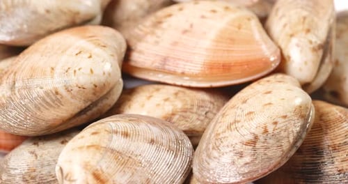Fresh raw clam