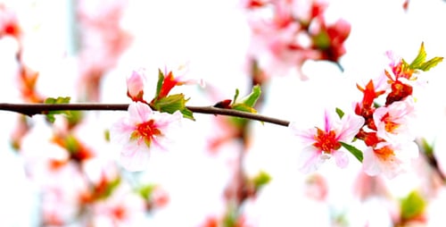 Close Up of Blossoms on a Flowering Tree