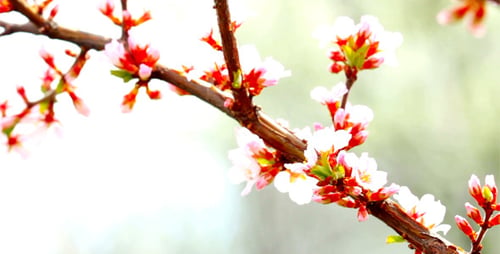 Cherry Flowers 8