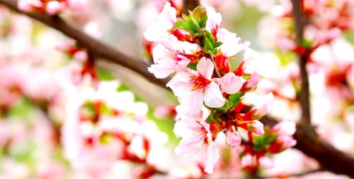 Cherry Flowers 10