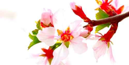 Flores de cerezo 14