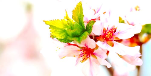 Cherry Flowers 15