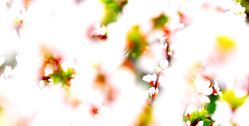 Fleurs de cerisier 19