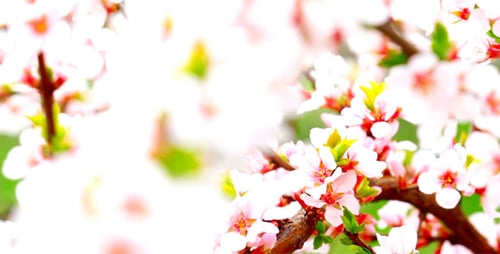 Cherry Flowers 20