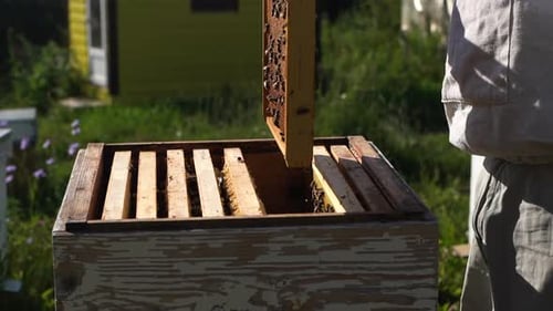 Side View of Beekeeper in Protective Clothing Inserting Wooden Frames After Inspecting Frames