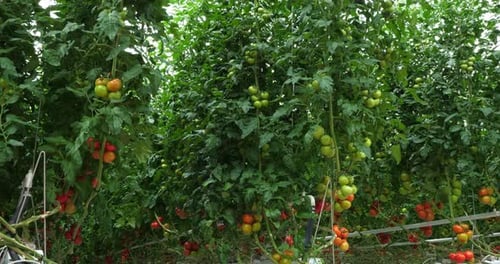 Hydroponics culture. Tomatoes growing under green houses in southern France.