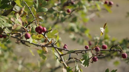 Branches of Hawthorn Crataegus oxyacantha plant shallow DOF 4K footage