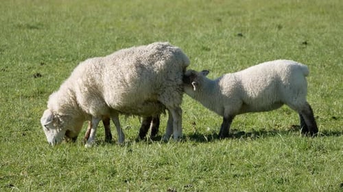 A young baby lamb drink milk feed by sheep mom
