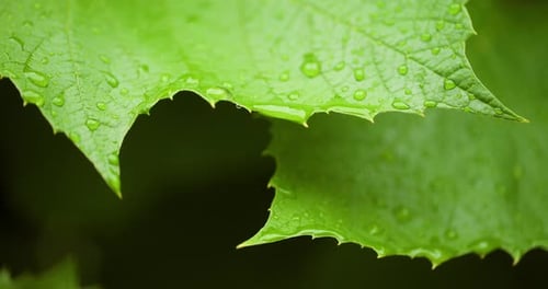 Fresh Green Leaf with Dewdrops